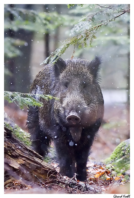  Image name: 24 Cinghiale.jpg 
 width: 531 pixel 
 height: 782 pixel 
 Size: 201635 bytes 
 Click to enlarge 